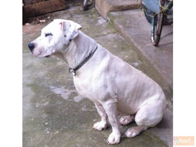 Dogo Argentino