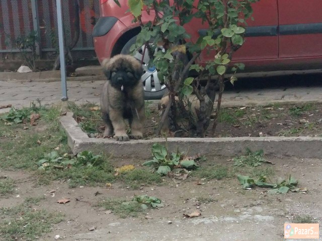 ШАРПЛАНИНЧИНА ! 