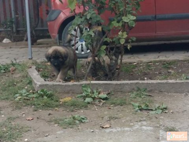 ШАРПЛАНИНЧИНА ! 