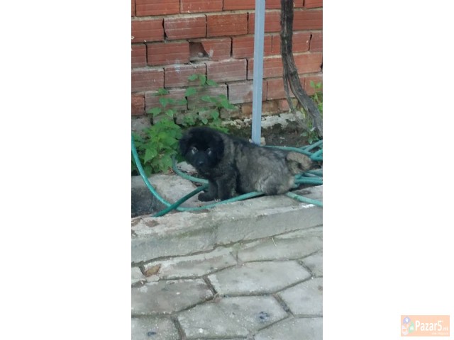 ШАРПЛАНИНЧИНА ! 