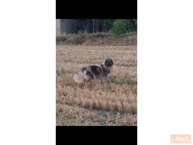 ШАРПЛАНИНЧИНА ! 