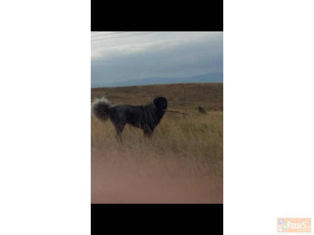 ШАРПЛАНИНЧИНА ! 