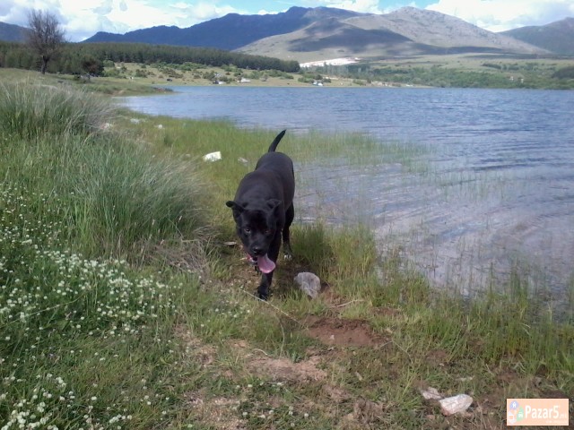 !!! НОВО ЛЕГЛО НА МАЛИ КУЧЕНЦА - Cane Corso !!!