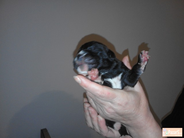 !!! НОВО ЛЕГЛО НА МАЛИ КУЧЕНЦА - Cane Corso !!!