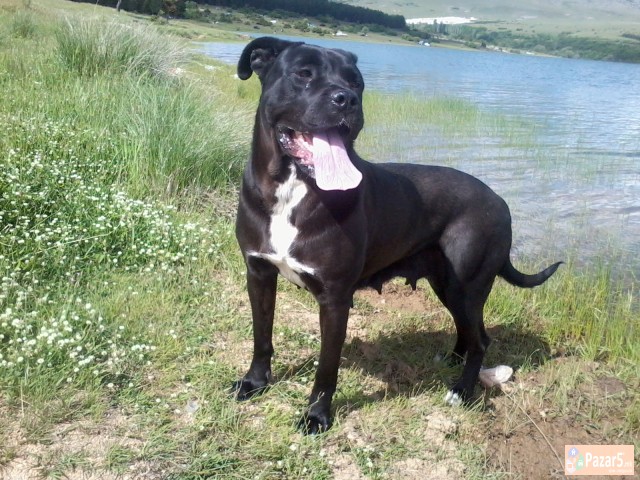 !!! НОВО ЛЕГЛО НА МАЛИ КУЧЕНЦА - Cane Corso !!!