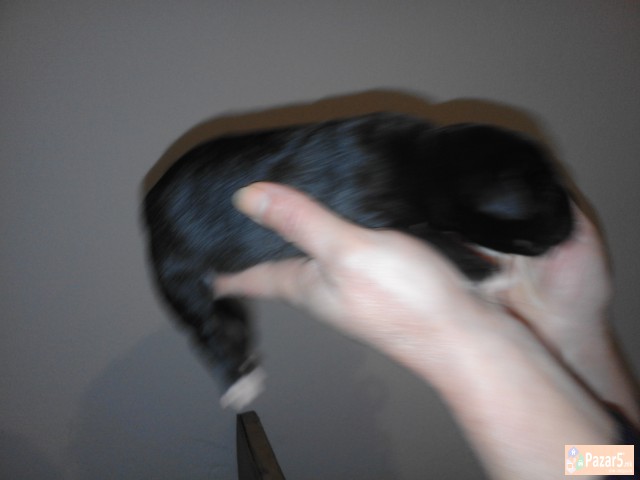 !!! НОВО ЛЕГЛО НА МАЛИ КУЧЕНЦА - Cane Corso !!!