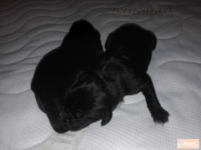 !!! НОВО ЛЕГЛО НА МАЛИ КУЧЕНЦА - Cane Corso !!!