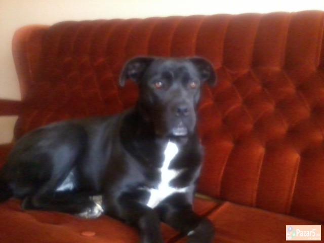 !!! НОВО ЛЕГЛО НА МАЛИ КУЧЕНЦА - Cane Corso !!!