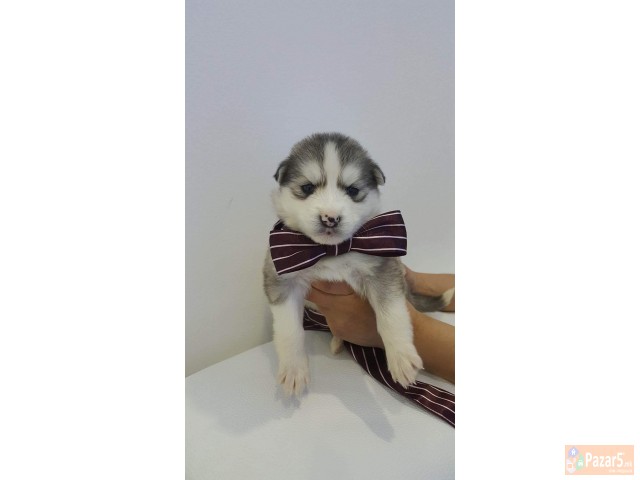 Haski So Plavi Oci Preubavi Malecki