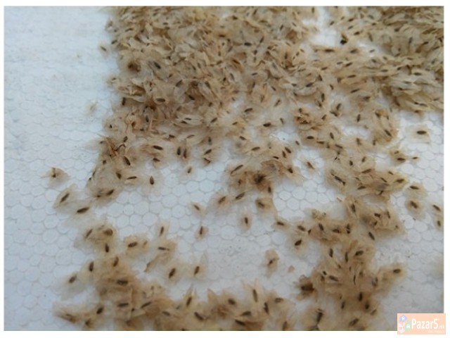 Paulownia Sertificirano Seme