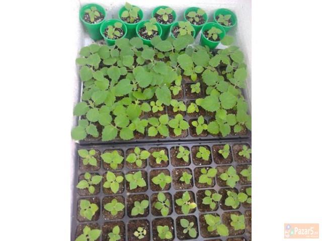 Paulownia Sertificirano Seme