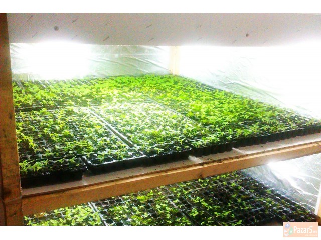 Paulownia Sertificirano Seme