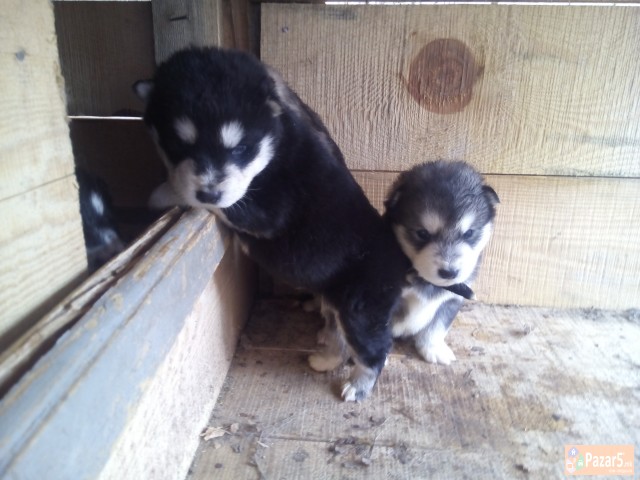 Кученца Аљаски Маламут