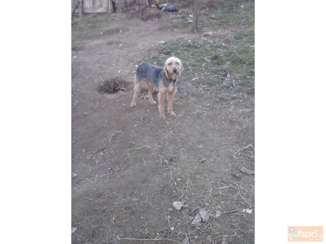 Se Prodava Barak I Alpinec 