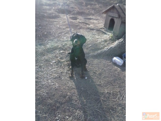 Se Prodava Barak I Alpinec 