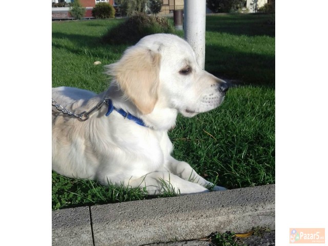 ЗЛАТЕН РЕТРИВЕР