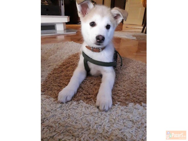 Prodavam Ubavo Kuce Haska!!!!