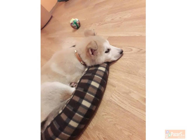 Prodavam Ubavo Kuce Haska!!!!