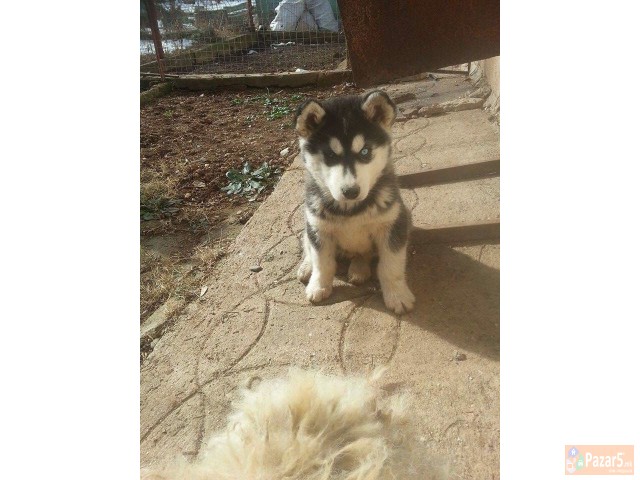 Сибирски хаски