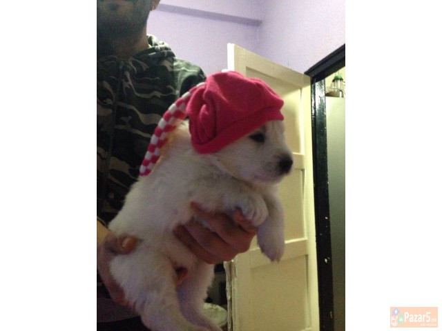 Cistokrvni Kucenca Sibirski Samojed