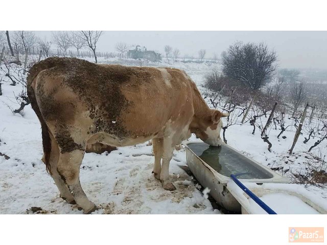 Se Prodavat 3 Kravi Na Prvo Tele Edna Junica I Edn