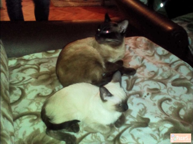 Se Prodava Preubavo Sijamsko Mace 