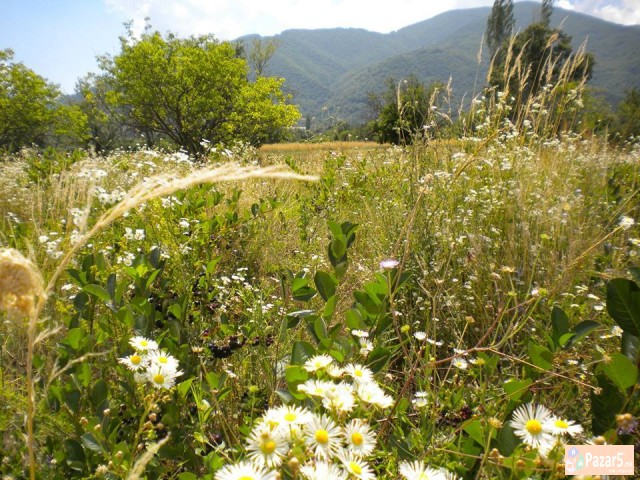 Rajskiot Lek Plod Za Lecenje Hrana Na Dusata