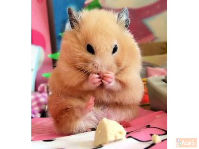 Hrcaci / хрчаци