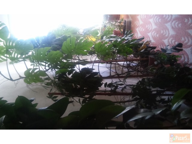 Se Prodava Salonsko Cveke 