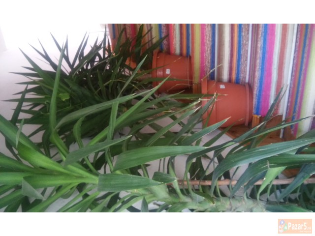 Se Prodava Salonsko Cveke 