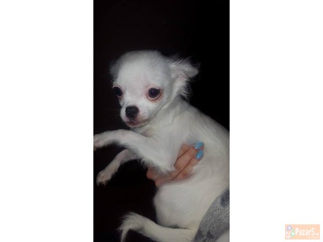 Se Prodavaat Preslatki Civavi