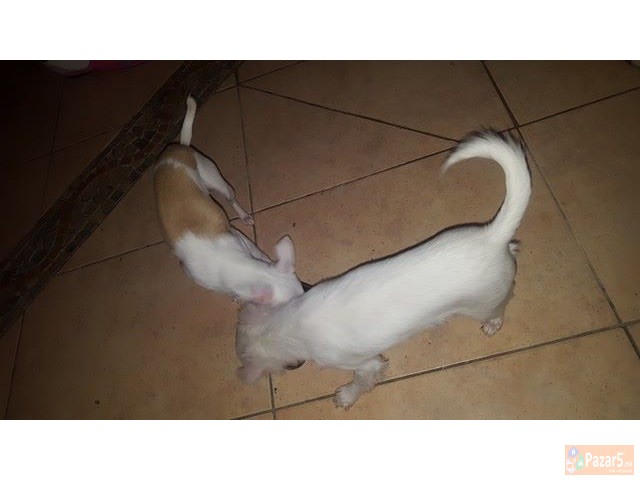 Se Prodavaat Preslatki Civavi