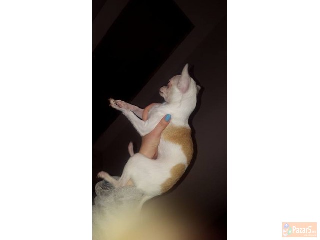 Se Prodavaat Preslatki Civavi