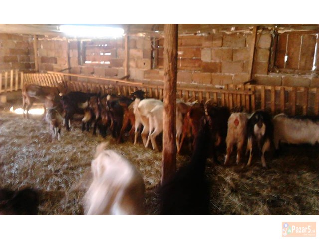 Продавам млади скозни кози,кози со јариња и прч 