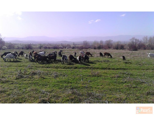 Продавам млади скозни кози,кози со јариња и прч 
