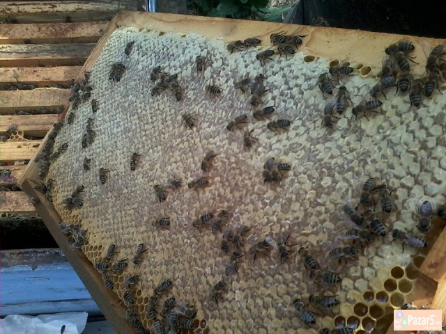 Pcheli Pcelni Semejstva Rojcinja Roevi