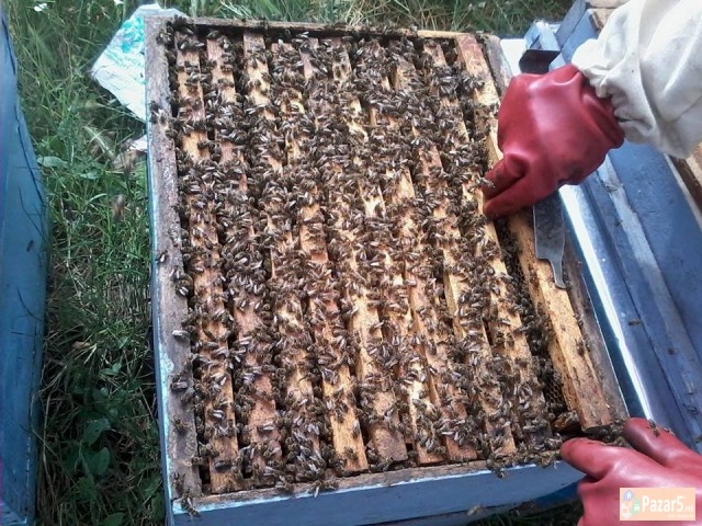 Pcheli Pcelni Semejstva Rojcinja Roevi