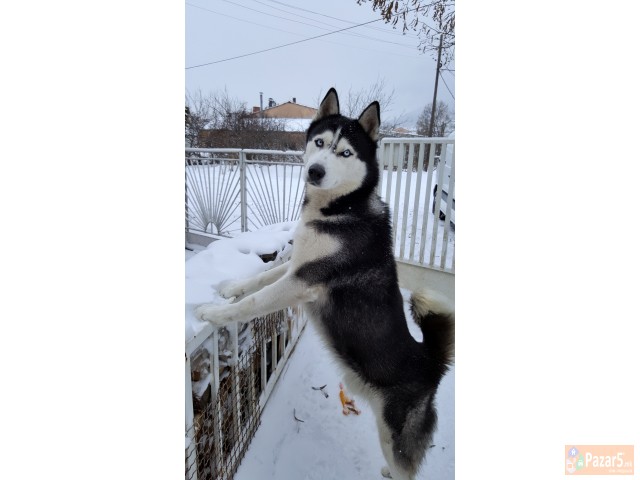 Se Bara Haski Zenka Za Parenje 