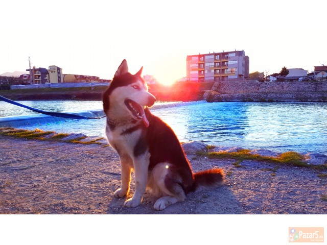 Se Bara Haski Zenka Za Parenje 