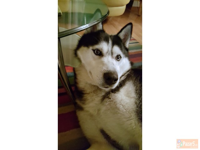 Se Bara Haski Zenka Za Parenje 