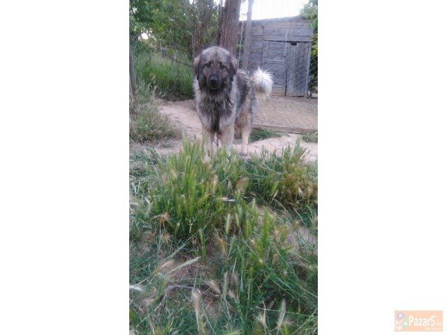 Cistokrvna Sarplaninka Stara 2 Godini 