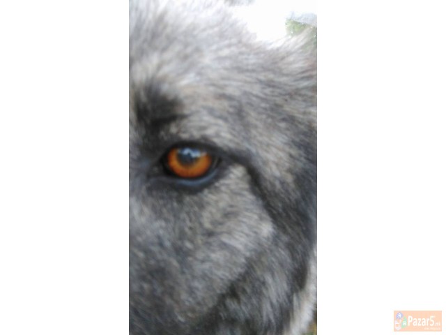 Cistokrvna Sarplaninka Stara 2 Godini 