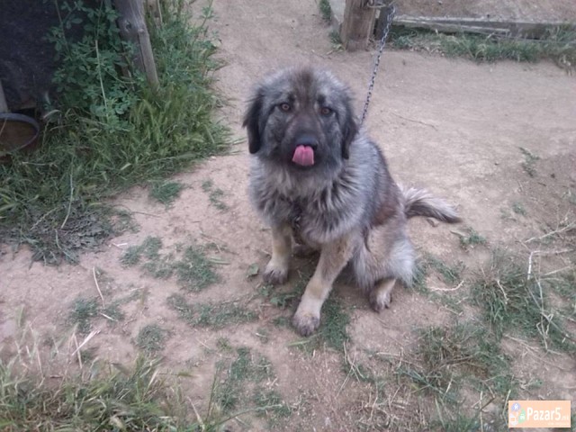 Cistokrvna Sarplaninka Stara 2 Godini 