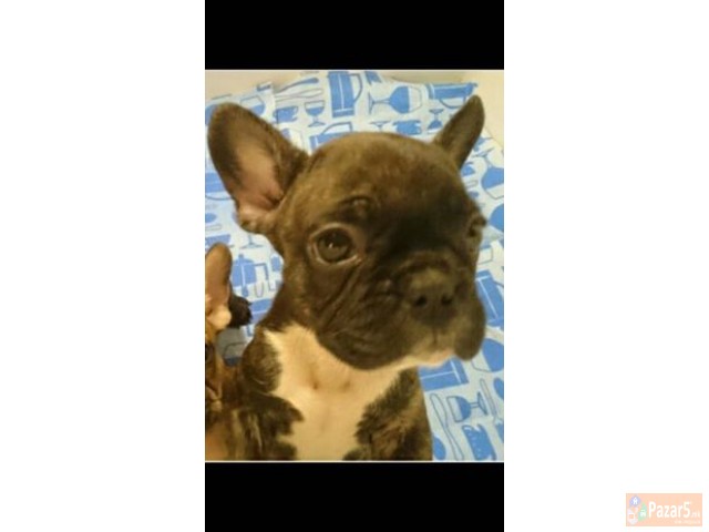 ФРАНЦУСКИ БУЛДОЗИ