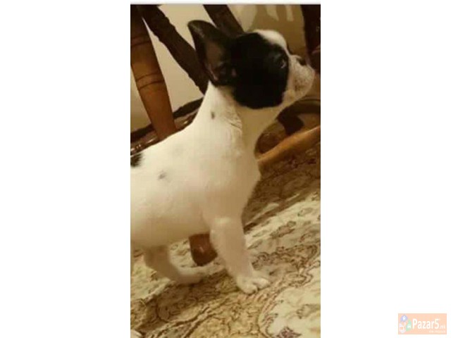 ФРАНЦУСКИ БУЛДОЗИ