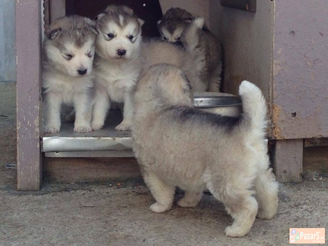 Aljaski Malamut Kucenca