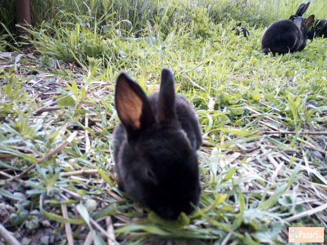 Zajchinja Rex
