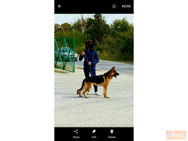 Kuce Germanski Vuqak