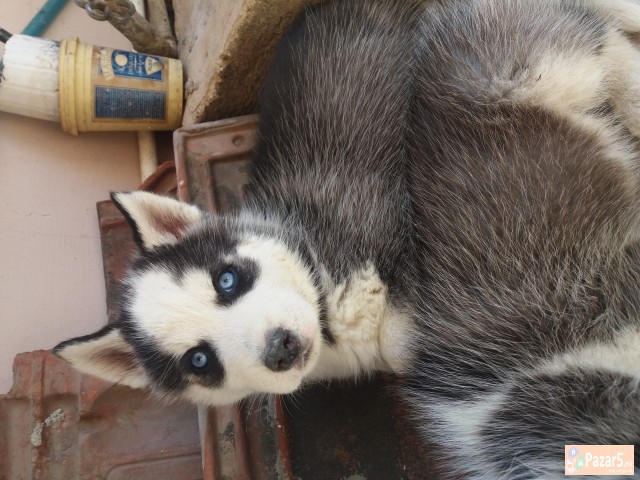 Haski So Plavi Oci Preubavi Malecki