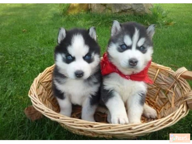 Haski So Plavi Oci Preubavi Malecki